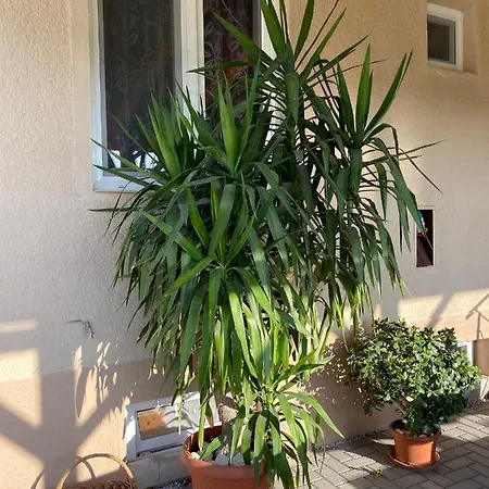 Alice * Veľký Meder